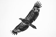 NO RUFFLED FEATHERS