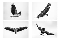 SET OF 4 PRINTS 'EAGLE' - SIZE A3 (42CM X 29.7CM)